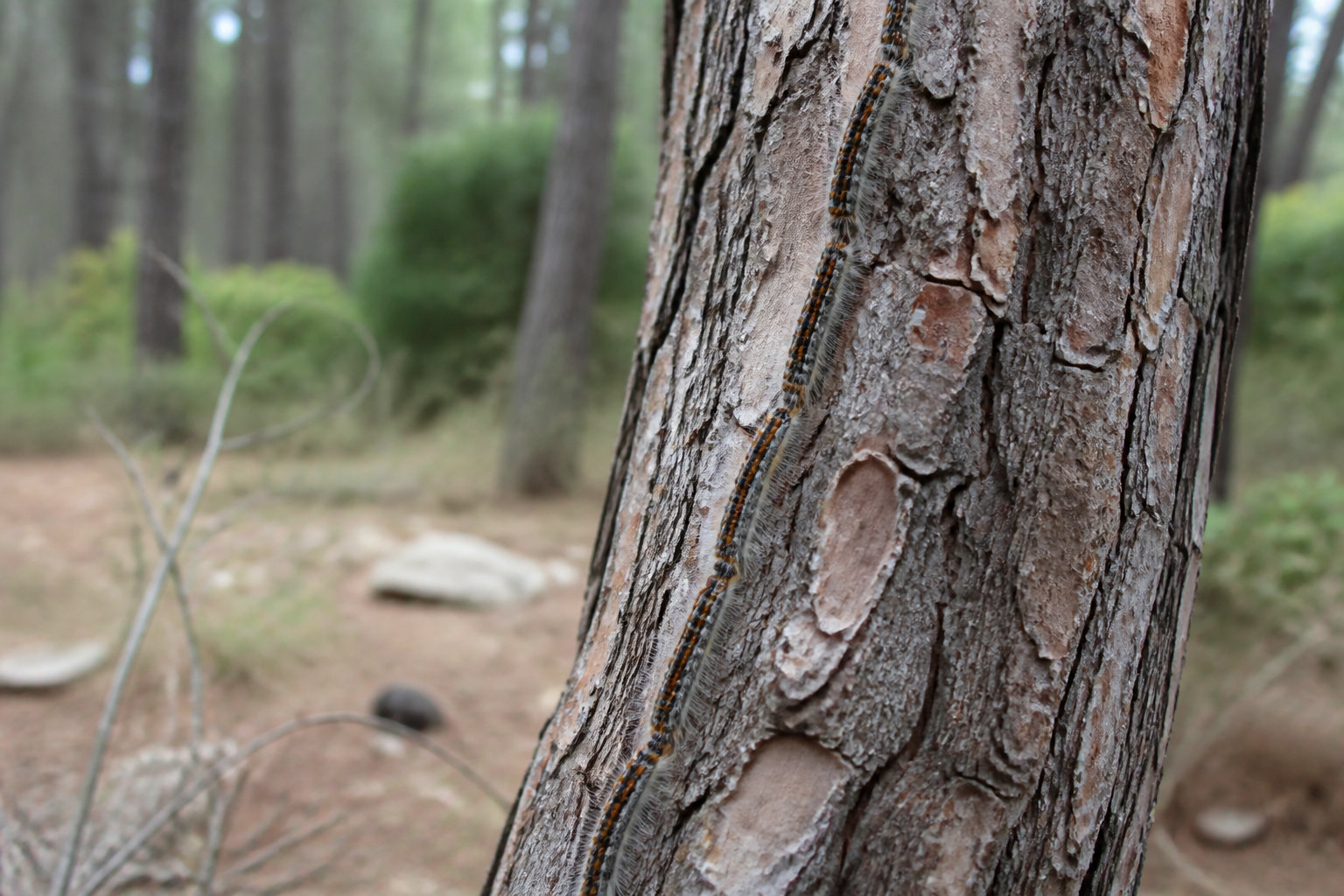 Parasites et menaces biologiques du Pinus pinea