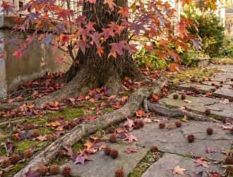 Racines et fruits épineux de liquidambar recouvrant une allée en pierre en automne.