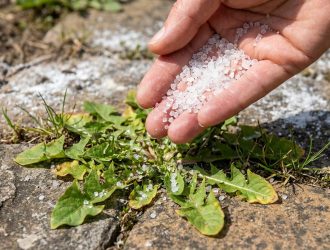 Une main verse du gros sel sur une mauvaise herbe poussant entre des pavés.