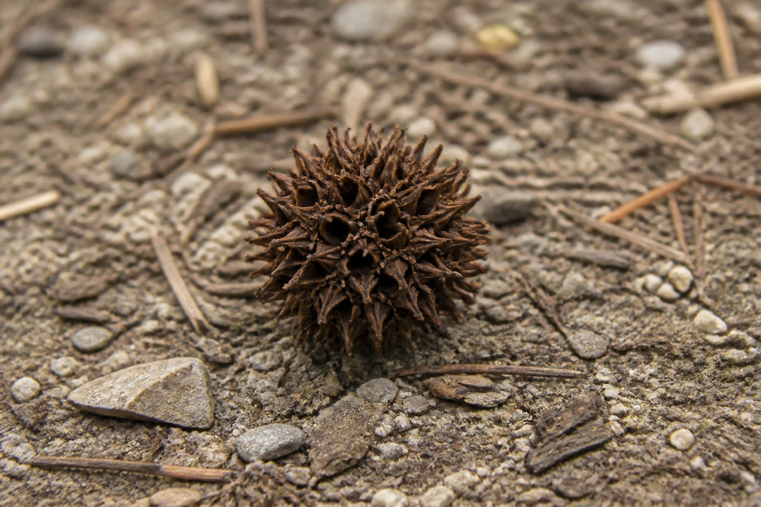 Comment gérer le calvaire des fruits et feuilles ?