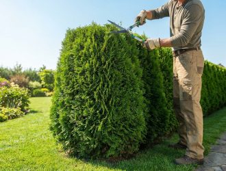 Un jardinier en tenue de travail taille une haie de thuyas avec un grand cisaille dans un jardin ensoleillé.