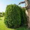 Un jardinier en tenue de travail taille une haie de thuyas avec un grand cisaille dans un jardin ensoleillé.