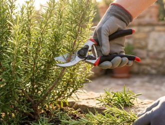 Une main gantée utilisant un sécateur pour tailler une branche de romarin dans un jardin ensoleillé.