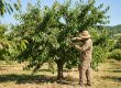 Un agriculteur en chapeau de paille taille un cerisier chargé de fruits dans un verger ensoleillé.