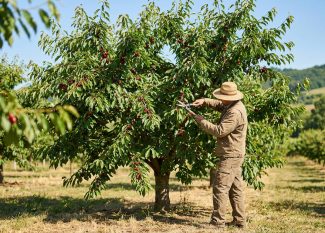 Un agriculteur en chapeau de paille taille un cerisier chargé de fruits dans un verger ensoleillé.