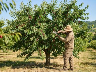 Un agriculteur en chapeau de paille taille un cerisier chargé de fruits dans un verger ensoleillé.