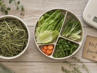 Legume lapin nain : foin en base et légumes occasionnels (100 g/kg/jour).
