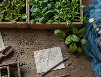 Que planter en septembre au potager : jeunes laitues, mâche, roquette et voile d’hivernage