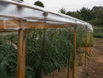 Abri tomates fait maison, feuillage sec sous toit ouvert