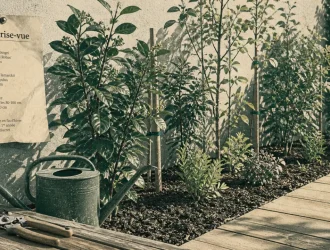 Arbuste pour haie croissance rapide : rangée persistante et mixte au jardin