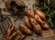Quand récolter les patates douces : récolte avant gel