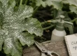 Traitement oidium courgette : tache blanche poudreuse sur feuille de courgette