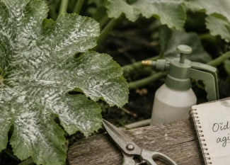 Traitement oidium courgette : tache blanche poudreuse sur feuille de courgette