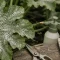 Traitement oidium courgette : tache blanche poudreuse sur feuille de courgette