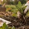 Liste et photo mauvaise herbes : main soulevant une adventice au potager