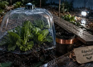 Répulsif limaces naturel : semis protégé par cloche transparente et ruban de cuivre
