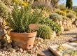 Romarin jardin en pot drainant sur rocaille au soleil
