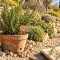 Romarin jardin en pot drainant sur rocaille au soleil
